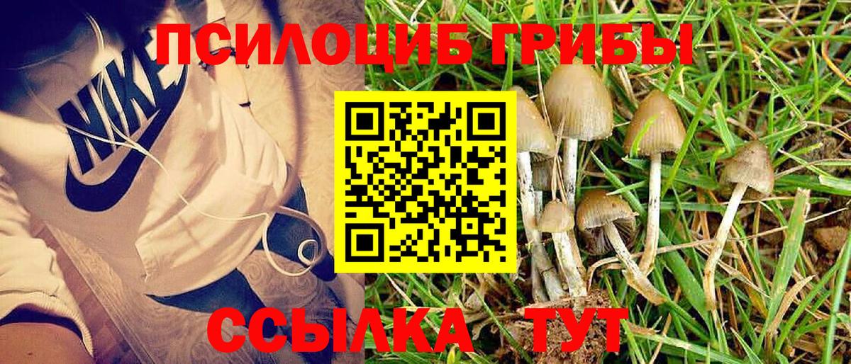 Псилоцибиновые грибы Psilocybe Ступино